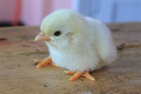 Newborn Baby Chick Cute · Free Photo On Pixabay