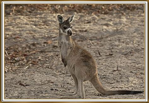 Kangaroo Joey Nature Cute Kangaroo Hd Wallpaper Peakpx