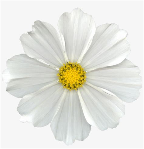 Flower White Background Png | Best Flower Site