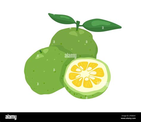 Green Yuzu Japanese Citron Fruit Vector Illustration Isolated On White