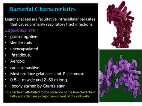 Legionella Microbiology Bacteriologypptx Ppt