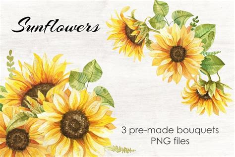 Three Sunflowers Painted In Watercolor On White Paper