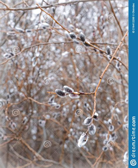 Pussy Willows In Spring A Beauty Of Easter Time Stock Photo Image Of