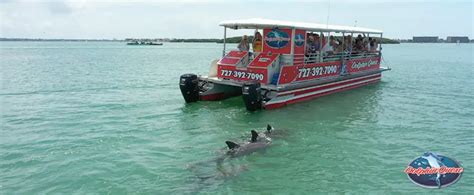 Dolphin Tour Do's and Don'ts | Sunshine Scenic Tours