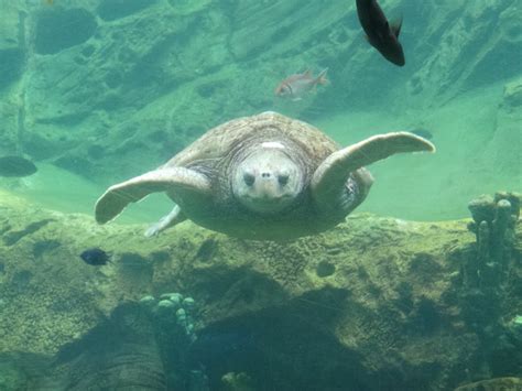 Banco De Imagens Mar Animais Selvagens Embaixo Da Agua Tartaruga