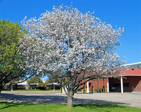 Bradford Pear Tree In Bloom Spring Is Here Once Again At Flickr