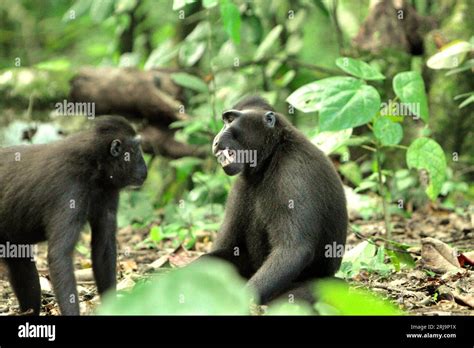 Un Macaque Cr Te Macaca Nigra Montre Un Affichage De Dents D Nud Es