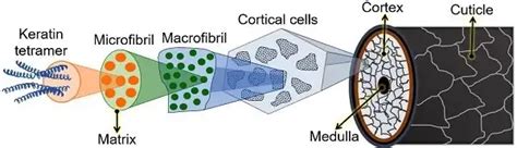 Layers of Hair Shaft - A Detailed Analysis