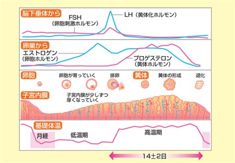 婦人科系 【公式】メディカルジャパン青山 実績と信頼の整体・鍼灸院