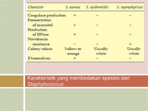 Identifikasi Bakteri Staphylococcus Aureus Ppt