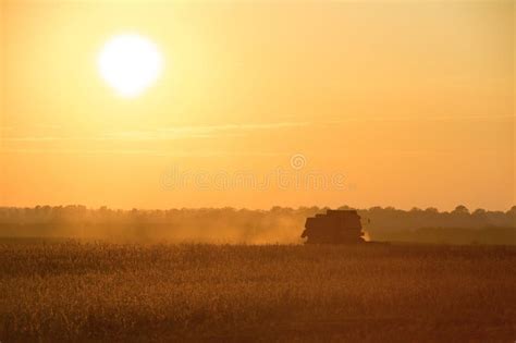 Combine Harvester Working A Soybean Field At Summer Sunset Stock Photo