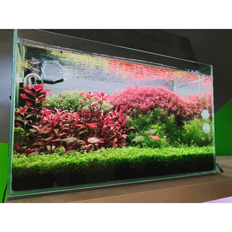 Jual Paket Lengkap Tanaman Aquascape Pemula Tanpa Co2 Shopee Indonesia