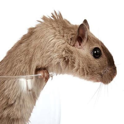 Alco Pest Control: Rodent Removal NJ