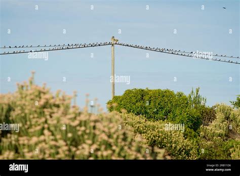 Barn Swallows Hirundo Rustica Gathering Migration To The Northern