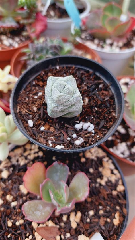 Crassula Deceptor Telhado Verde Suculentas