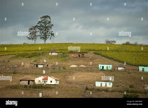 farms  hill swazeni district pondoland eastern cape transkei