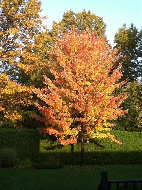 Our backyard maple tree, show it's fall colors.... | Autumn scenes ...