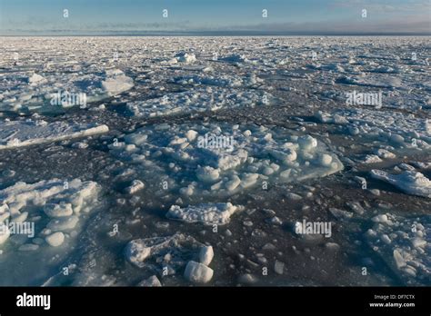 Ice Floes Pack Ice Arctic Ocean Spitsbergen Island Svalbard