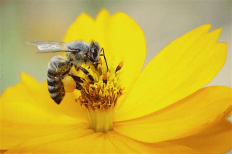 The Honey Bee Waggle Dance Why Bees Dance With Videos And Explanation