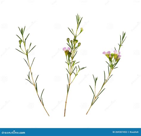 Pink Chamelaucium Flowers In A Square Flat Arrangement Isolated On