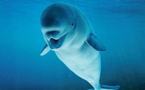 Cook Inlet Beluga Whales - Alaska Wildlife Conservation Center