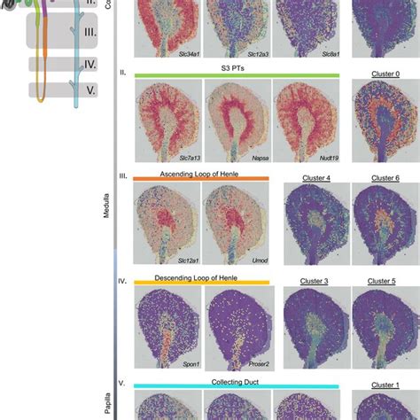 Single Cell RNA Seq And Spatial Transcriptomics Reveal Distinct