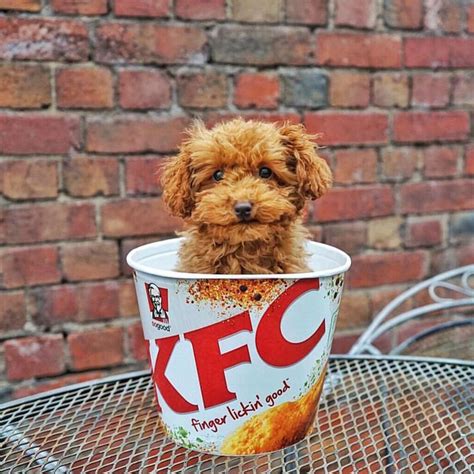 Fabulous Pup On Twitter Look What I Found In My Kfc Bucket