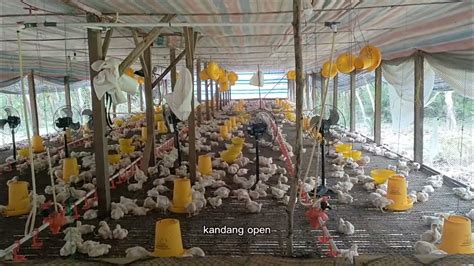 Pemeliharaan Ayam Broiler Umur 15 Hari Youtube