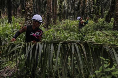 Recuperación de bosques tropicales secos expertos desarrollan nuevos