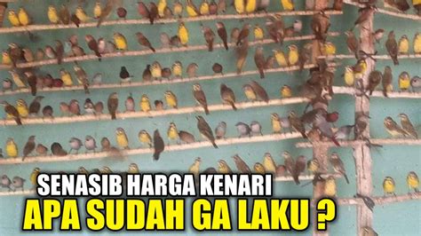 TERLALU MURAH KIOS SKJ MAKIN PARAH BURUNG IMPORT MAKIN GA ADA