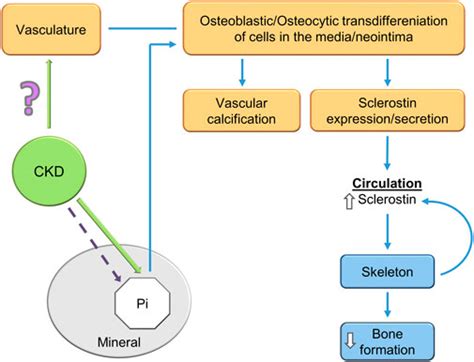 Frontiers Updates In The Chronic Kidney Disease Mineral Bone Disorder