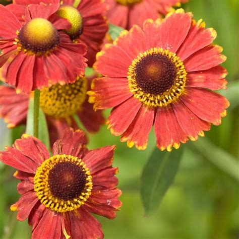 Helenium | White Flower Farm