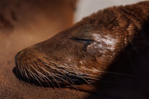 Sick Sea Lions Washing Ashore In California Due To Algae Bloom Malay Mail