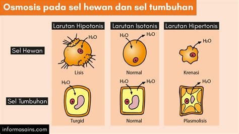 Plasmolisis Arsip InformasainsEdu