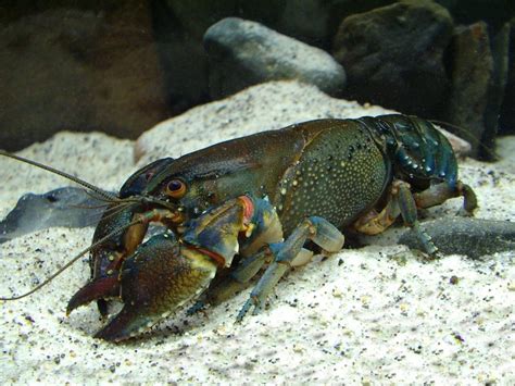 Major Federal Grant To Help Save The Spiny Crayfish Following Bushfire