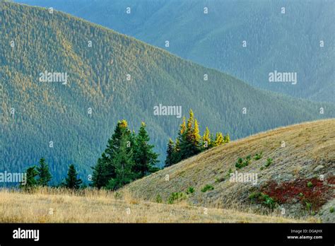 Subalpine To Alpine Species Hi Res Stock Photography And Images Alamy