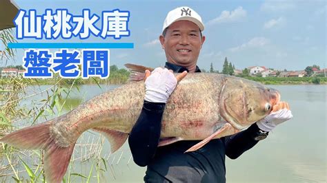 【鄧剛釣魚】400塊一天仙桃釣場盤老闆，加了蝦粉開始狂拔，老闆娘虧的臉都綠了！ Youtube