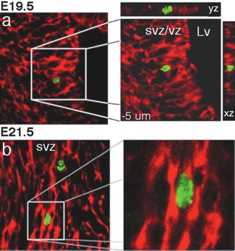 Mscs Confined To The Cortical Germinal Zones Express Nestin And D