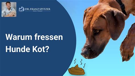 Warum Fressen Hunde Kot YouTube