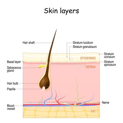 Camadas Da Pele Epiderme Derme Hipodérmica Gordura Hipodérmica