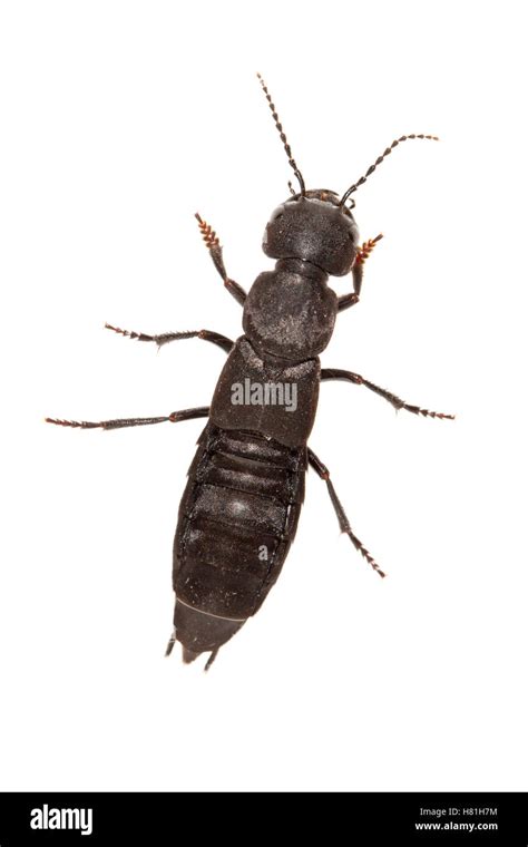 devils coach horse beetle ocypus olens nijmegen netherlands stock