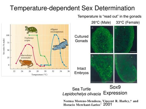 Ppt Sex Determination Powerpoint Presentation Free Download Id 2279815