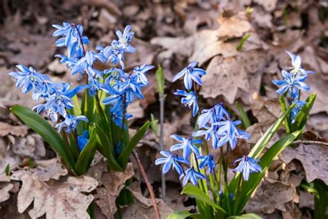 Scilla Siberica Anglia Bulb Company