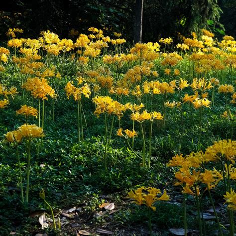 Yellow Spider Lily Bulbs For Sale Lycoris Yellow Aurea Easy To Grow Bulbs