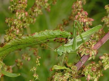 British Grasshoppers And Crickets Great Green Bush Cricket Wildlife