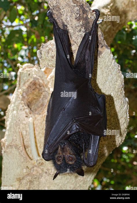 Australian Flying Fox Stock Photo Alamy