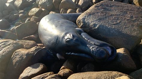 Filhote De Baleia Franca Austral Encontrado Morto Encalhado Em Praia