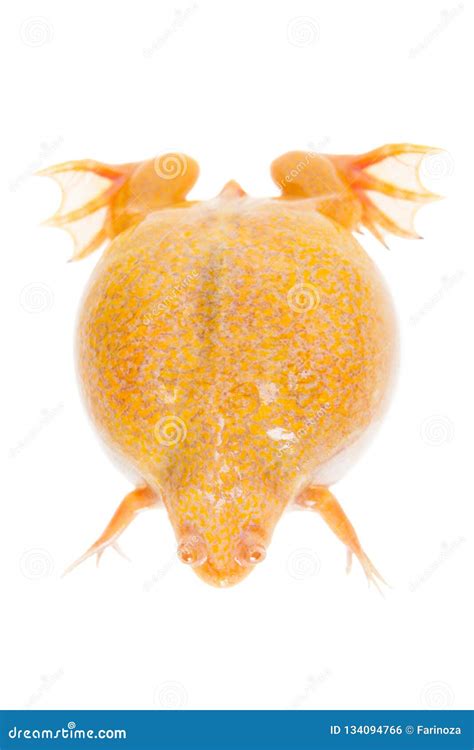 Albino African Clawed Frog on White Background Stock Photo - Image of ...