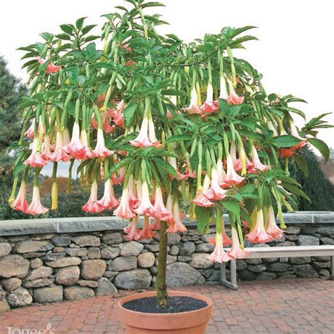plant  grow angels trumpet hgtv