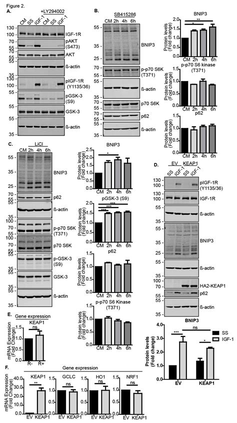 Cells Free Full Text Igf 1 Signalling Regulates Mitochondria